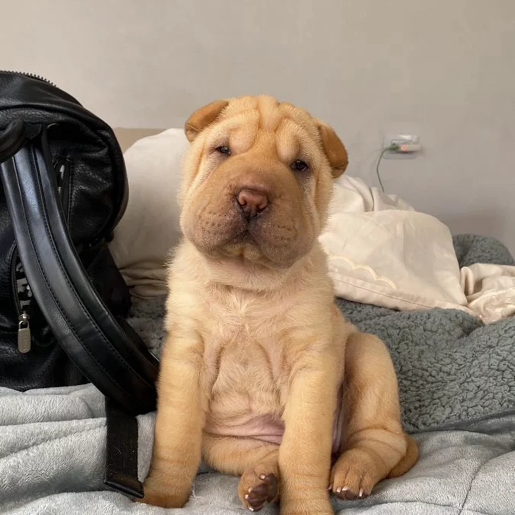 Shar Pei miniatura 2