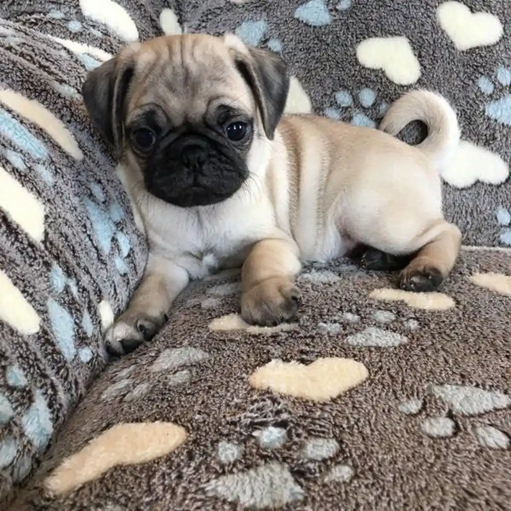 Pug (Carlino) miniatura 2