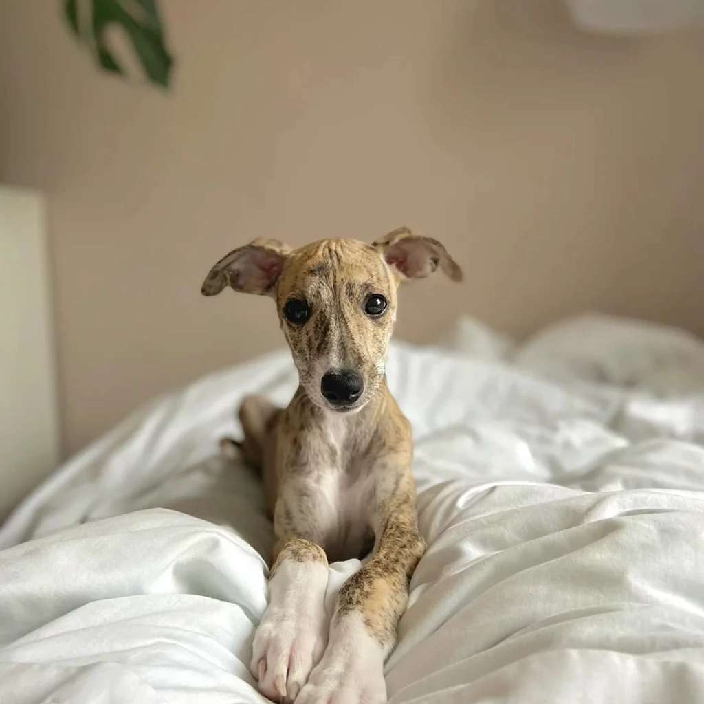 Whippet miniatura 4