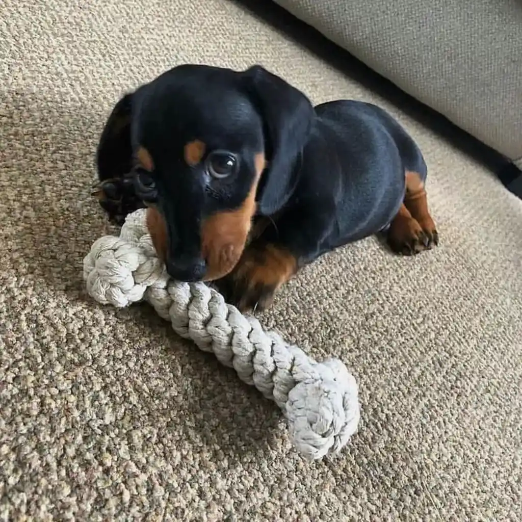 Cachorro Teckel Mini en venta