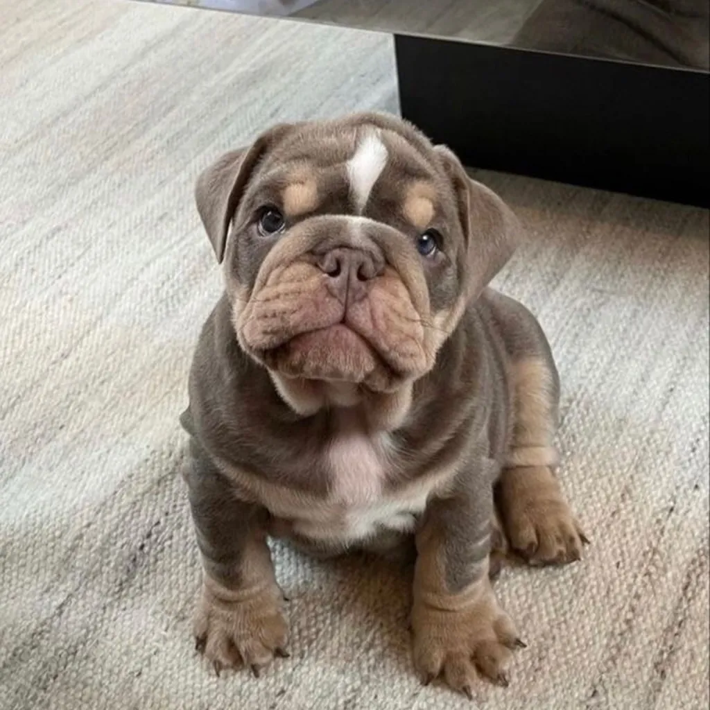 Bulldog Inglés miniatura 3