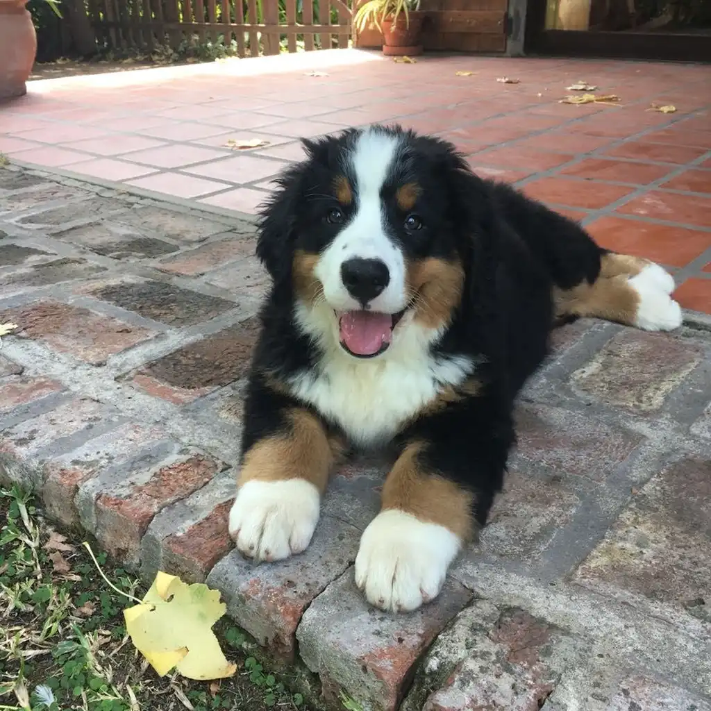 Cachorro Bernés de la Montaña en venta