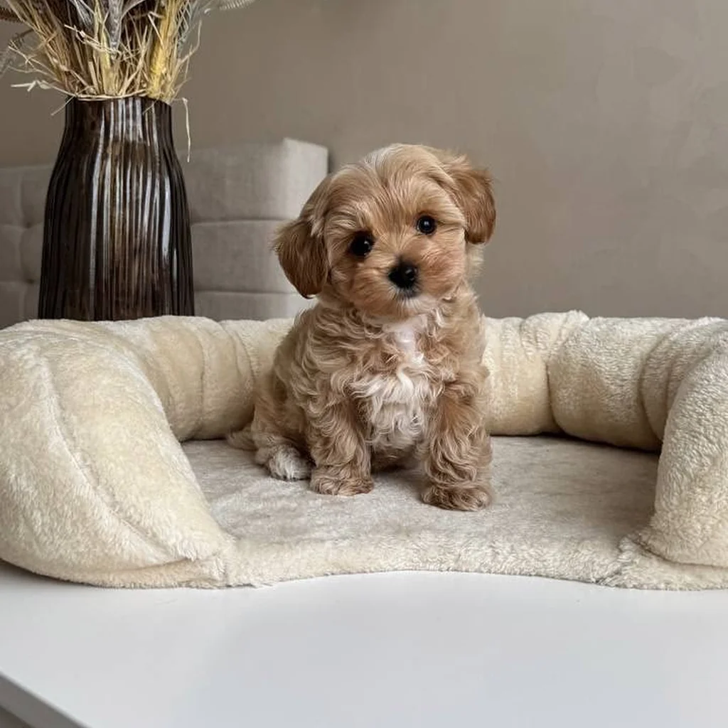 Maltipoo miniatura 2