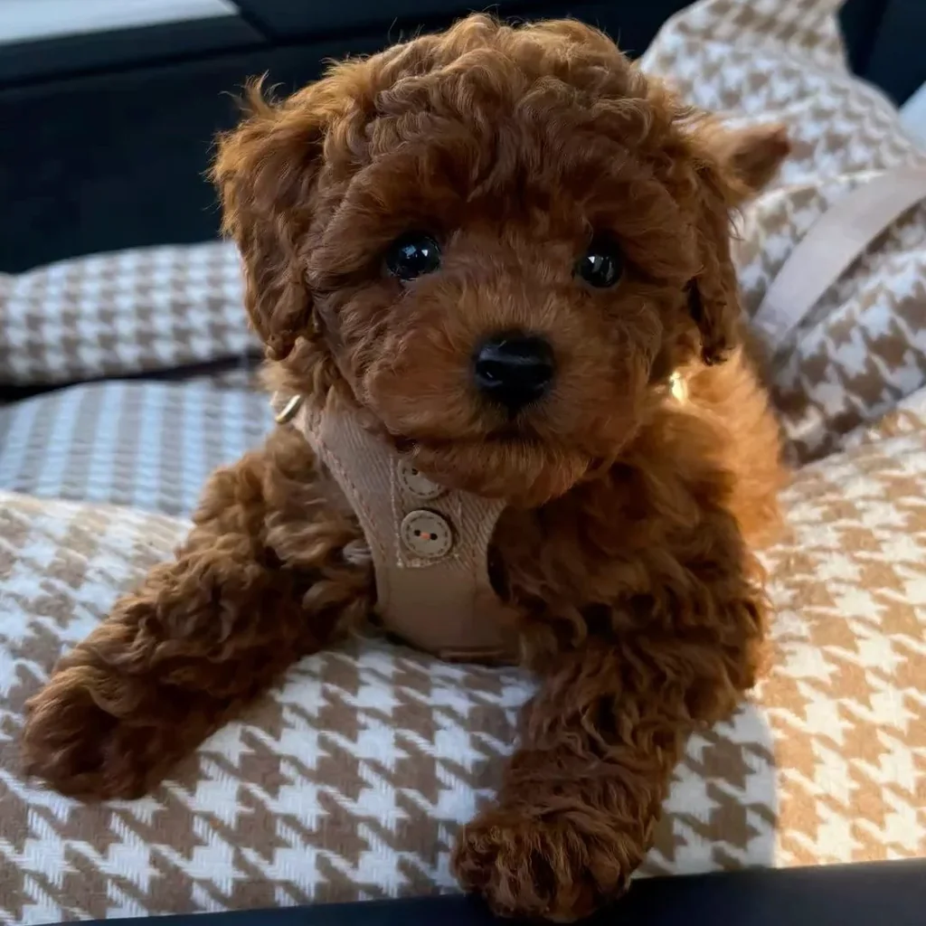 Poodle Toy miniatura 3