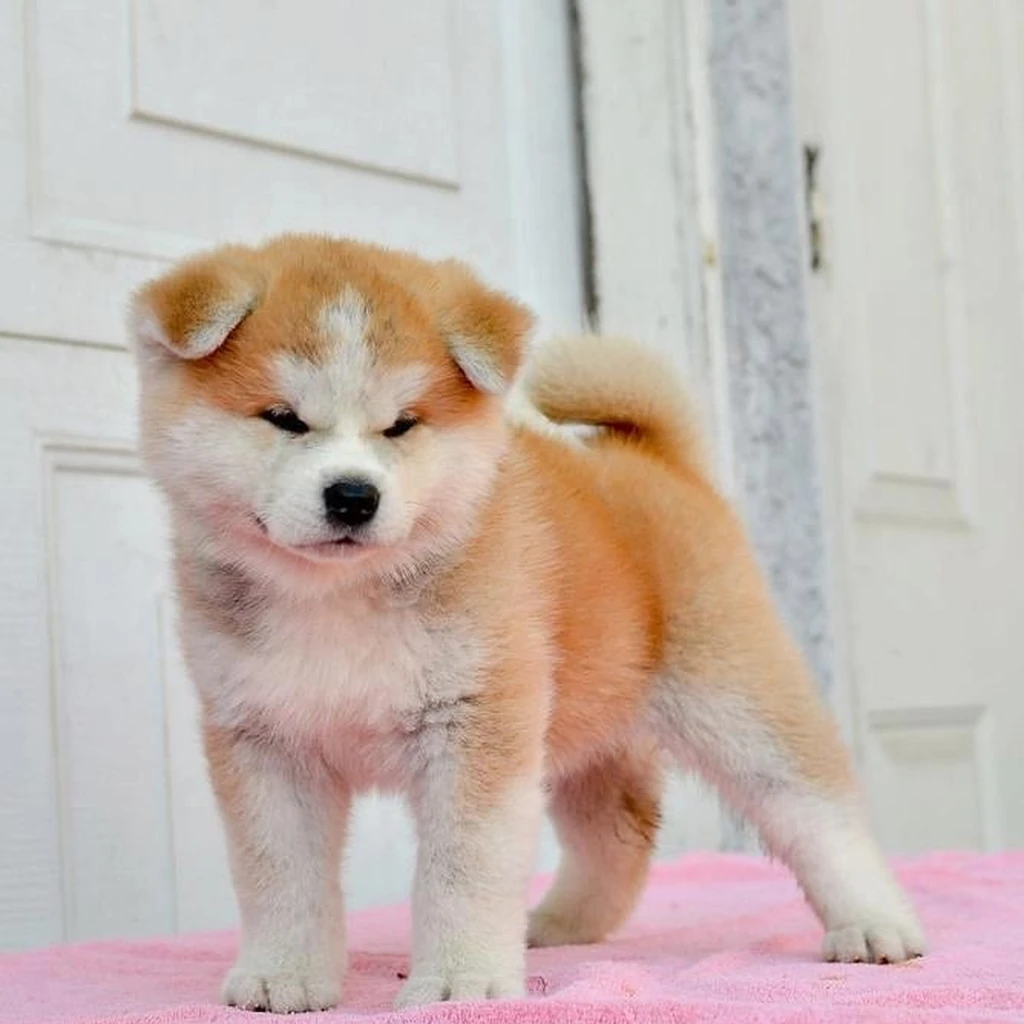Akita Inu miniatura 3
