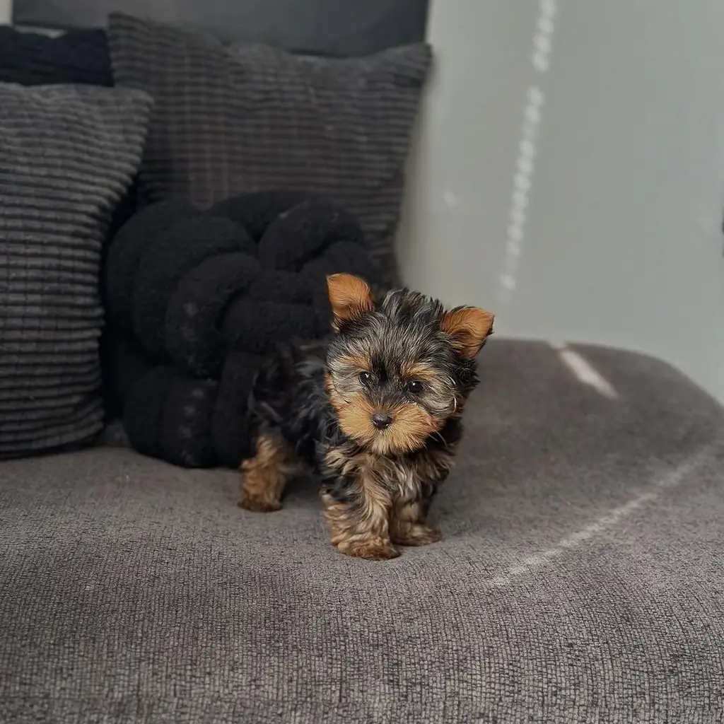 Cachorro Yorkshire Terrier en venta