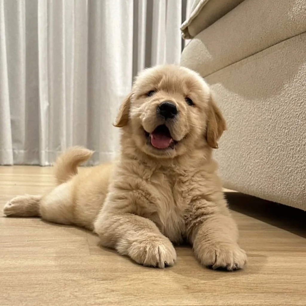 Golden Retriever miniatura 3