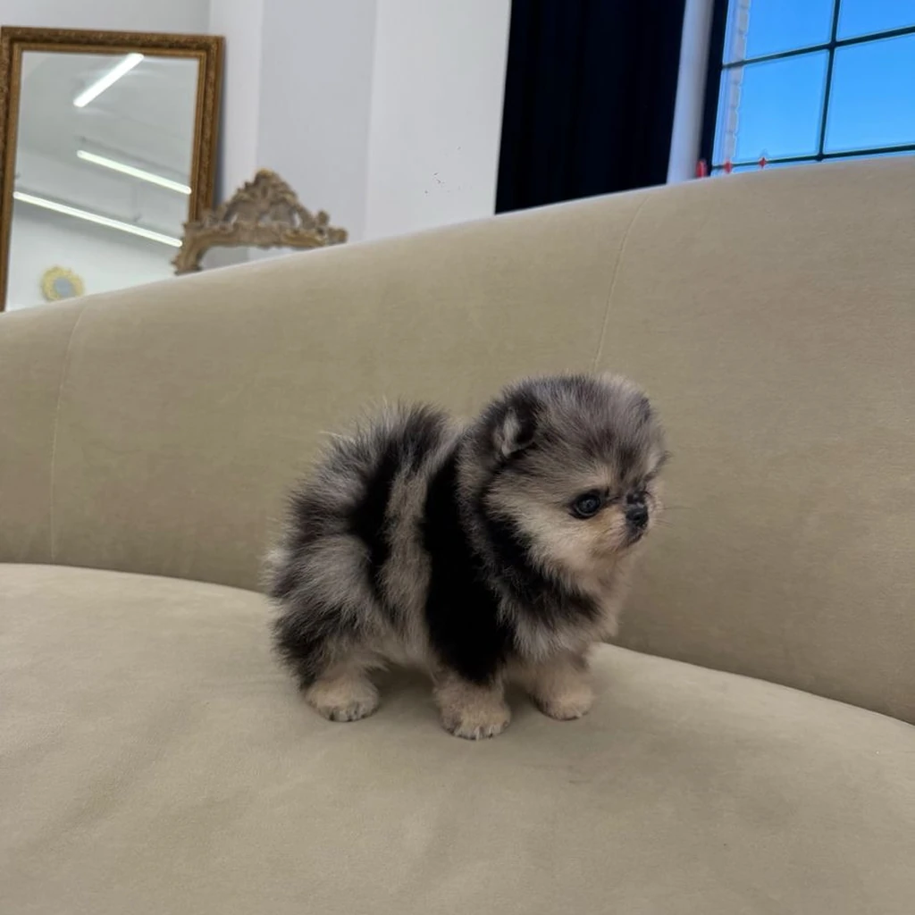 Pomerania Mini miniatura 4