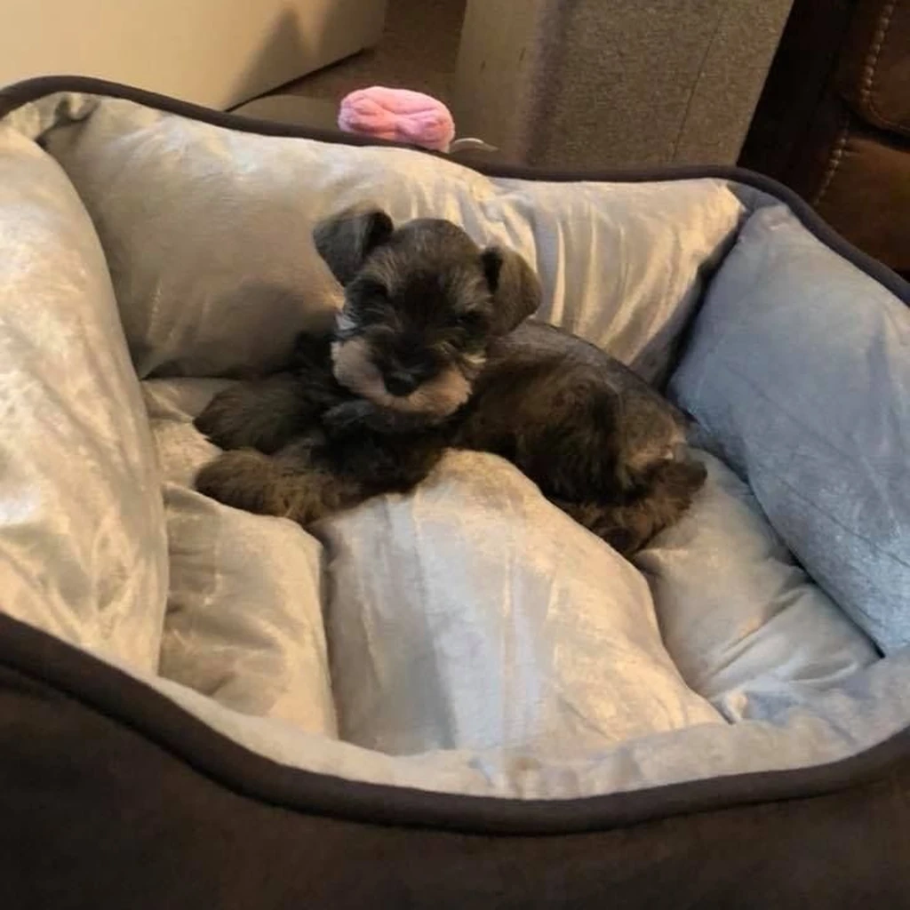 Schnauzer Miniatura miniatura 4