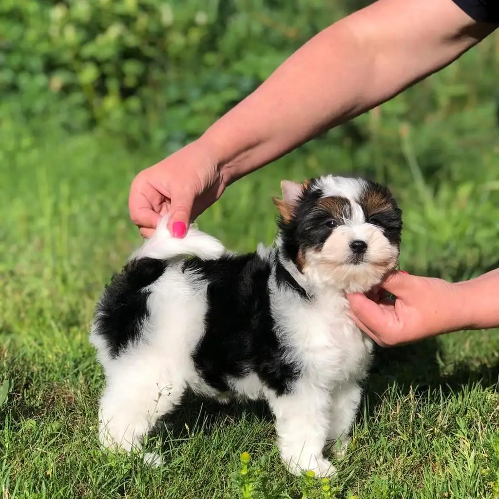 Cachorro Yorkie Biewer Terrier en venta