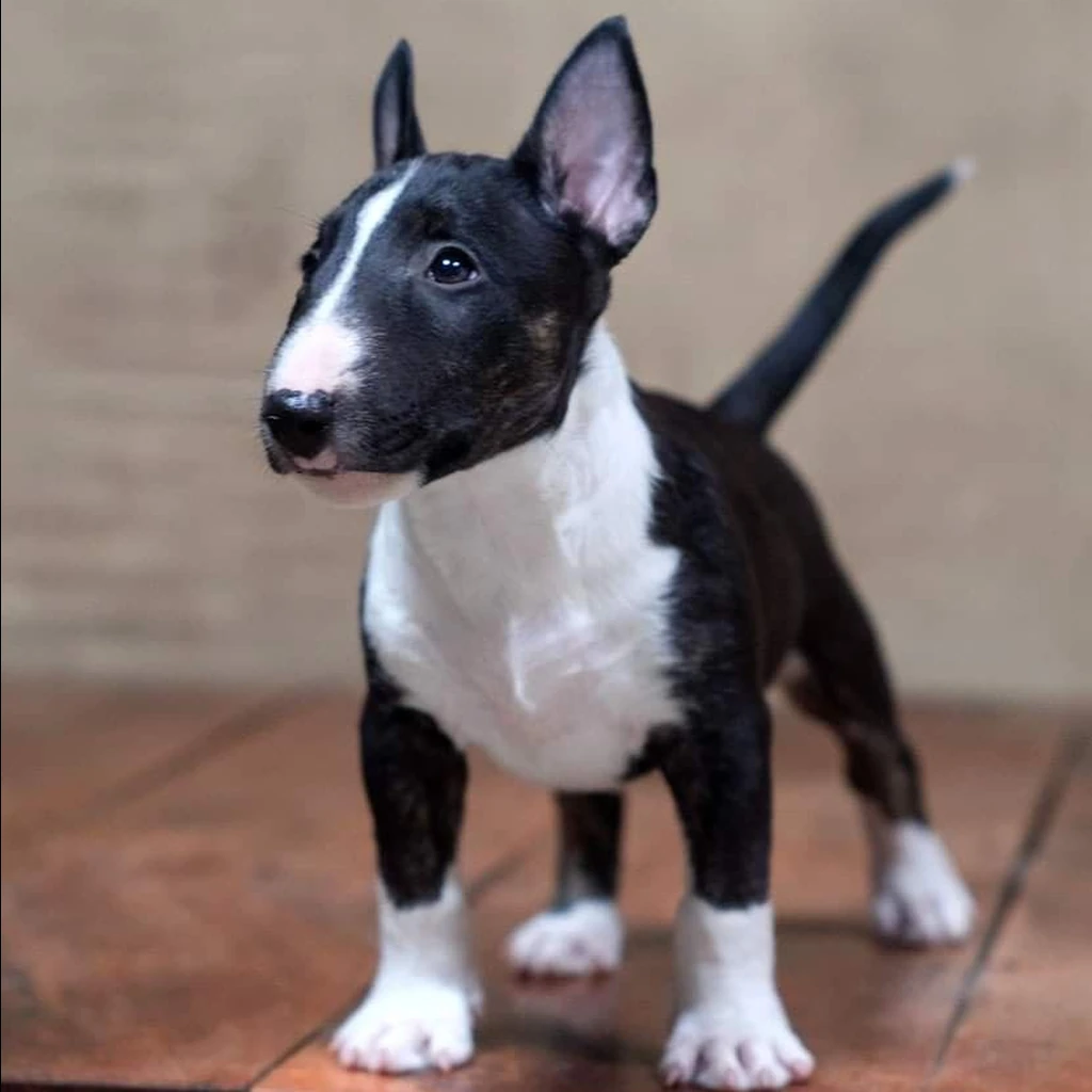 Bull Terrier miniatura 4
