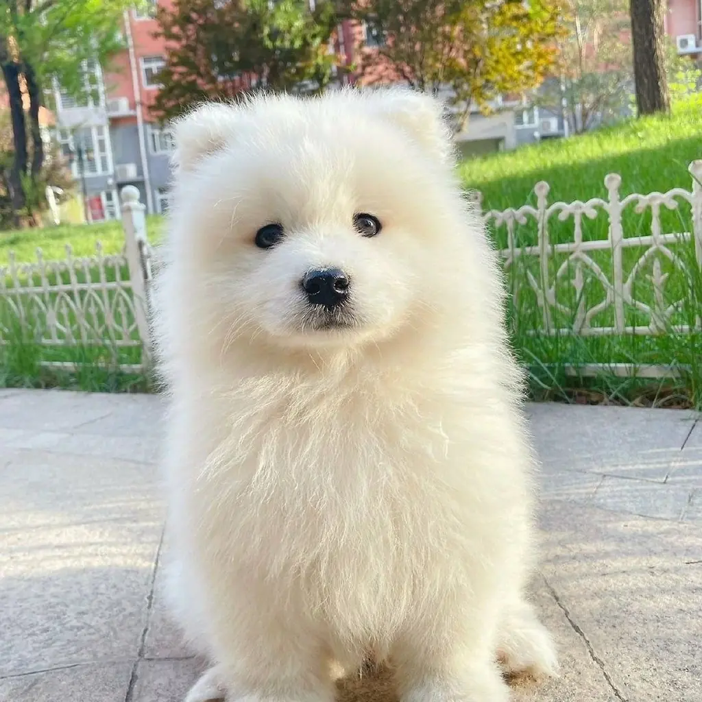 Samoyedo miniatura 2