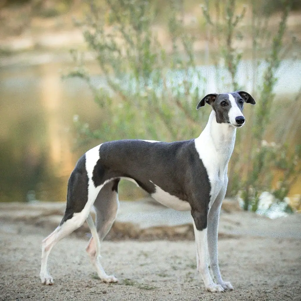 Galgo Inglés miniatura 2