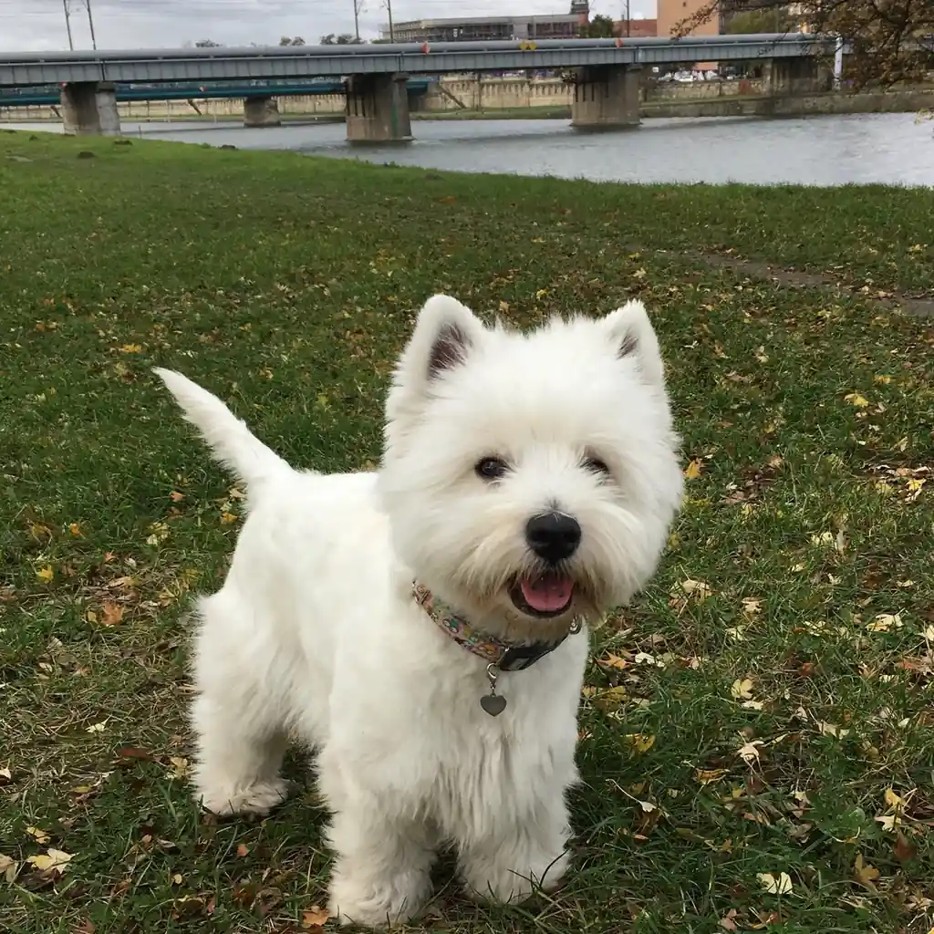 Cachorro West Highland Terrier en venta