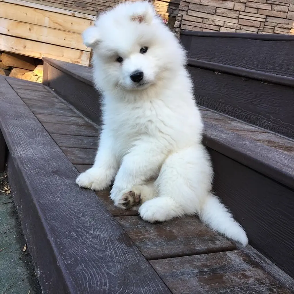 Samoyedo miniatura 3