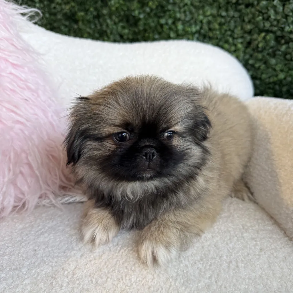 Pekinés miniatura 3