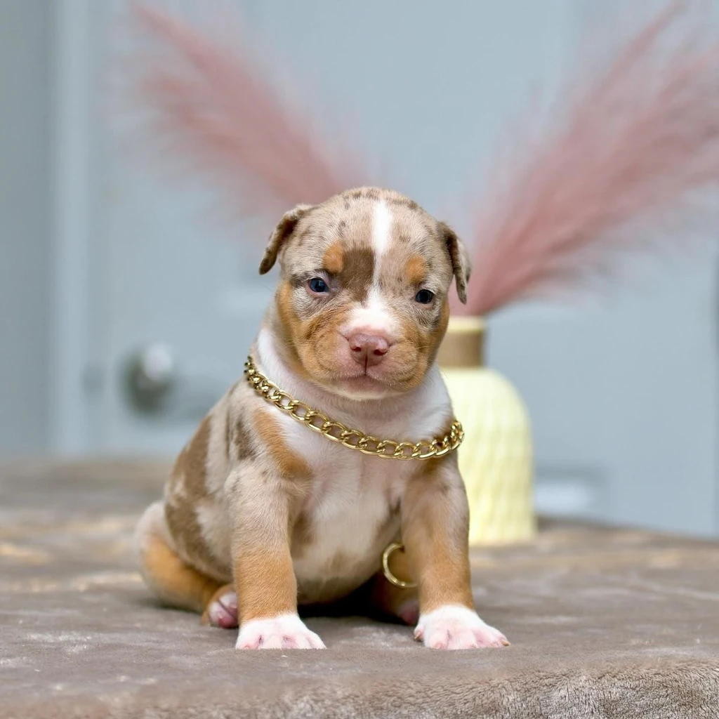 American Bully miniatura 3