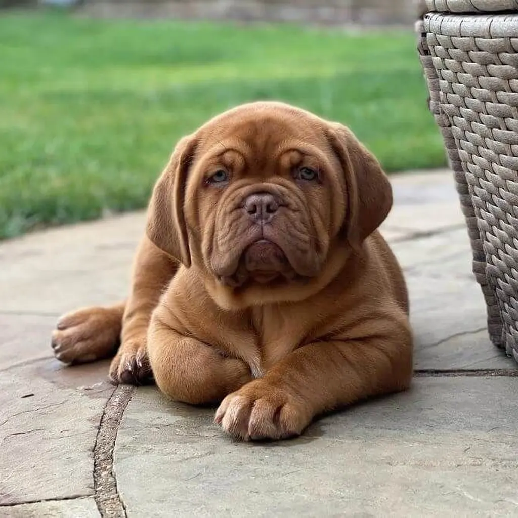 Dogo de Burdeos miniatura 4