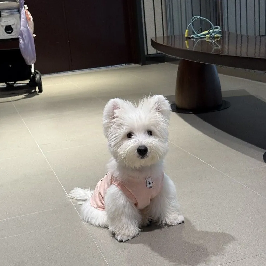 West Highland Terrier miniatura 3