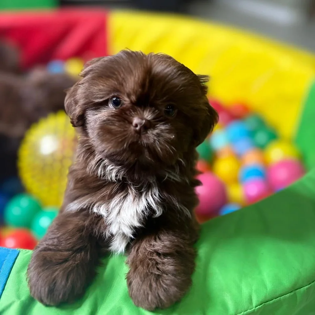 Shih Tzu miniatura 4