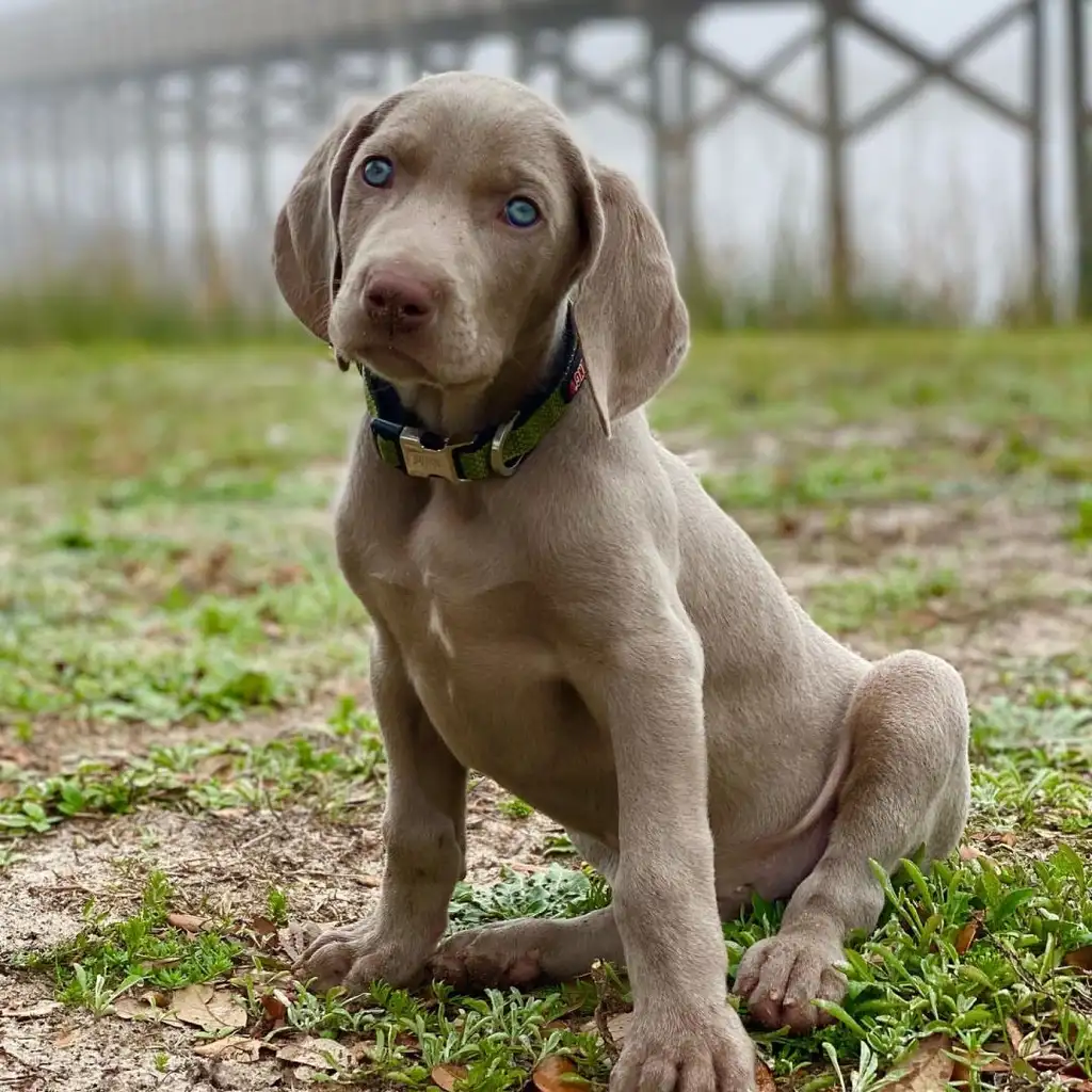Weimaraner miniatura 2