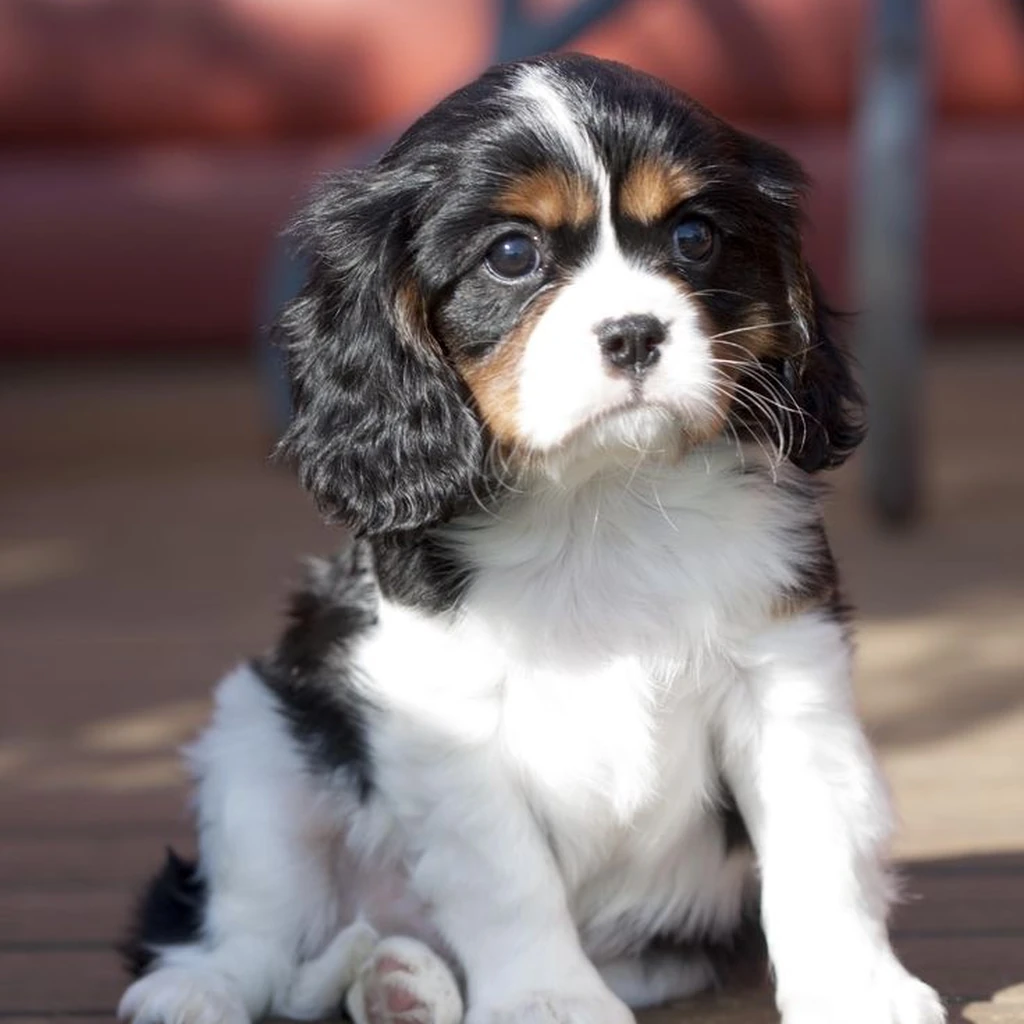 Cachorro Cavalier King Charles en venta