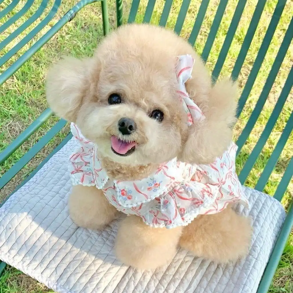 Cachorro Bichón Frisé en venta