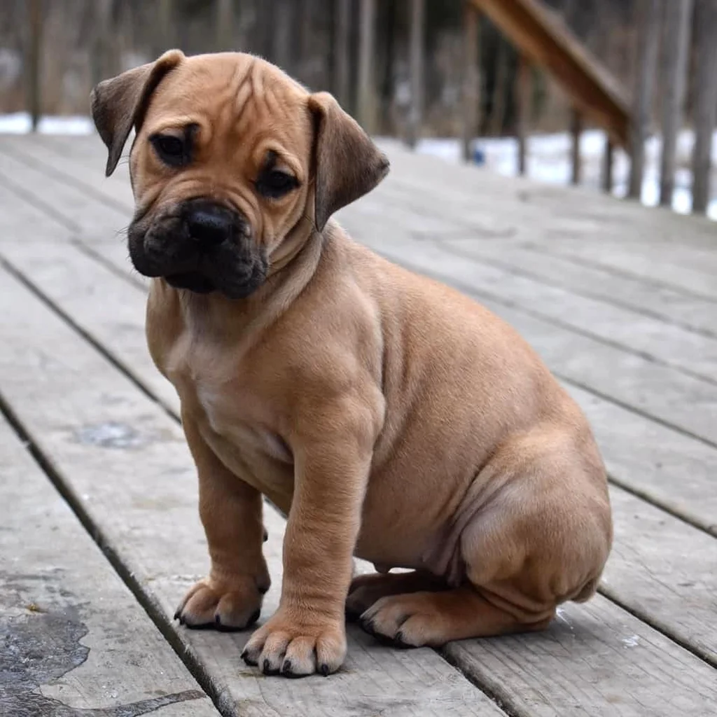 Bullmastiff miniatura 3