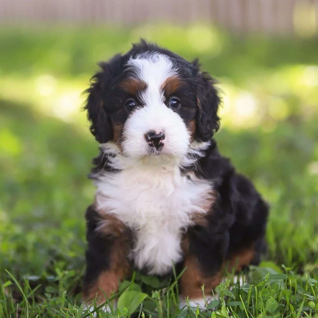 Bernedoodle foto 1