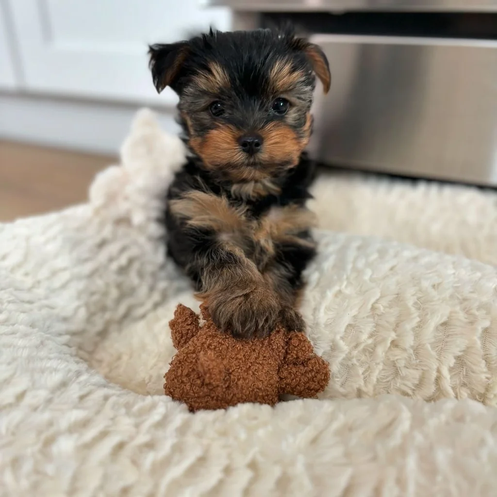 Yorkshire Terrier miniatura 4