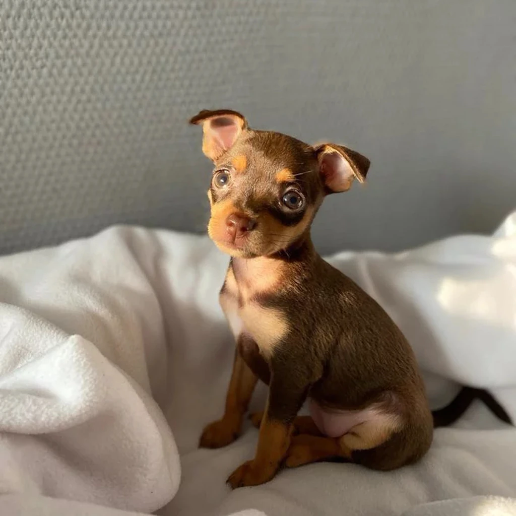 Pinscher Miniatura miniatura 4