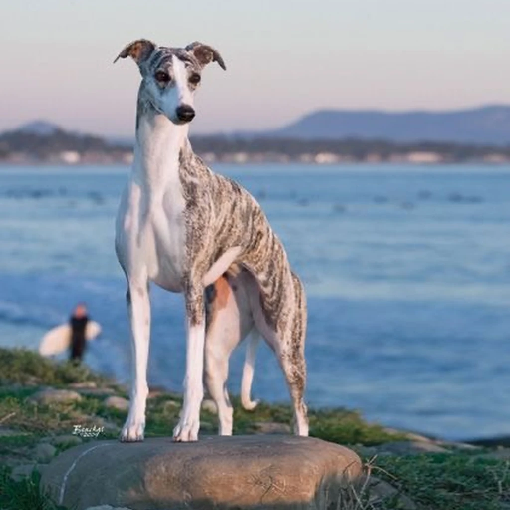 Galgo Inglés miniatura 4