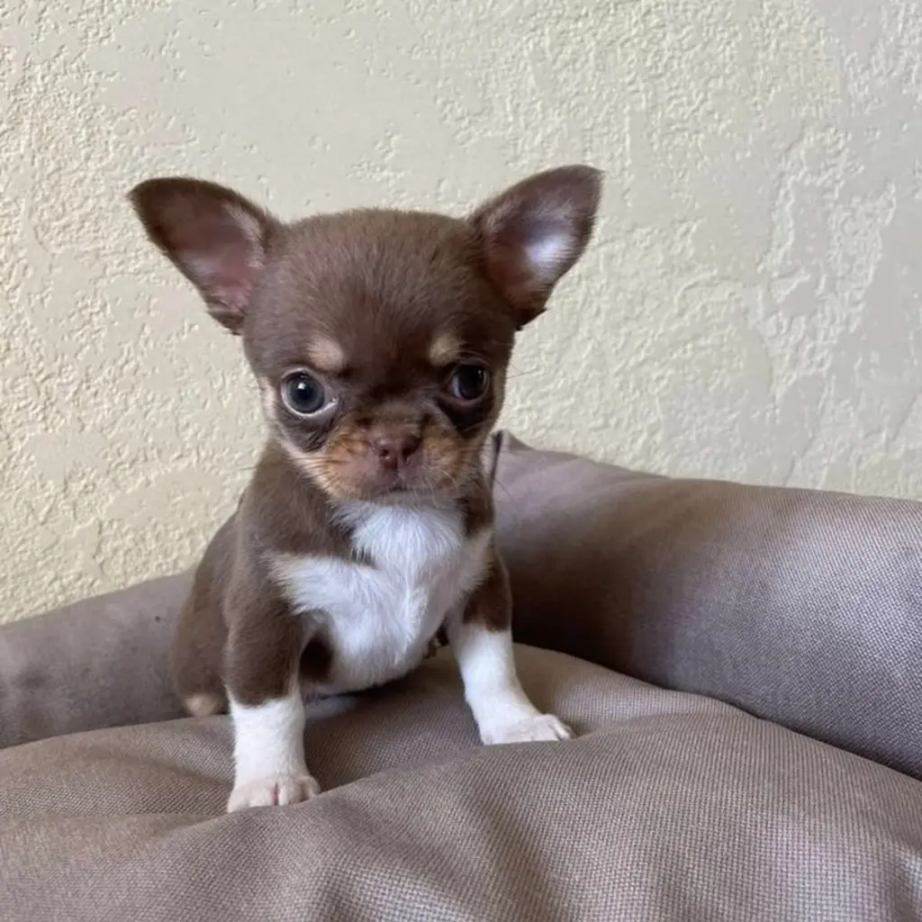 Cachorro Chihuahua Mini en venta