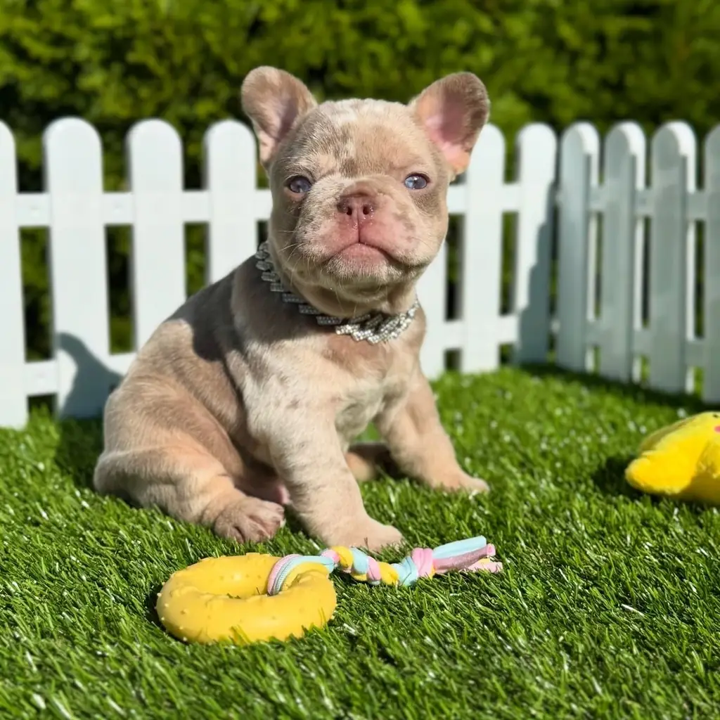 Cachorro Bulldog Francés en venta