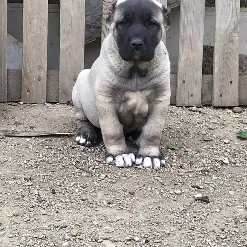 Kangal Turco miniatura 4