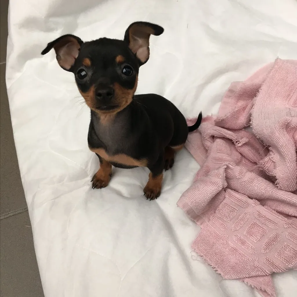 Pinscher Miniatura miniatura 3