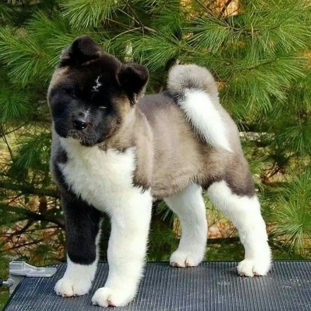 Akita Americano miniatura 2