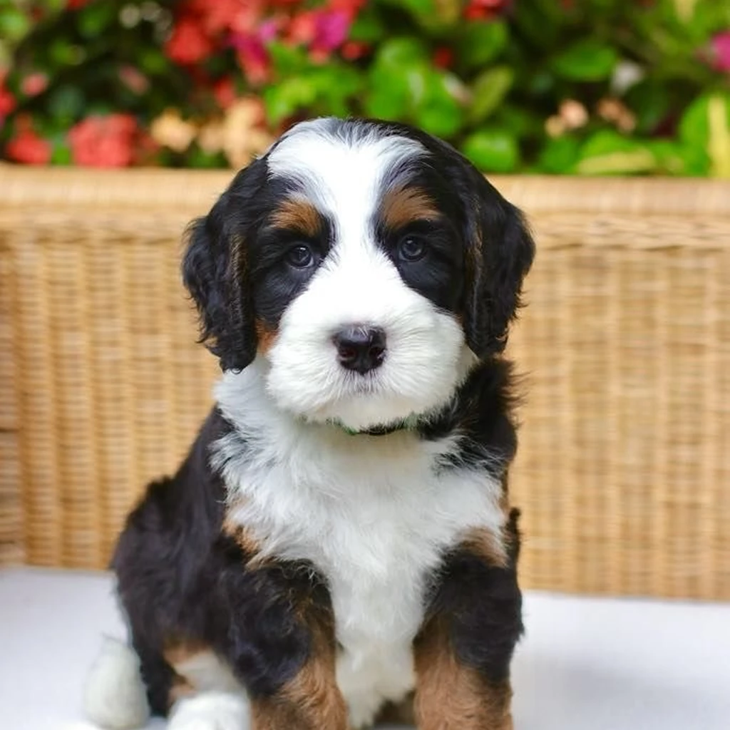 Bernedoodle miniatura 3