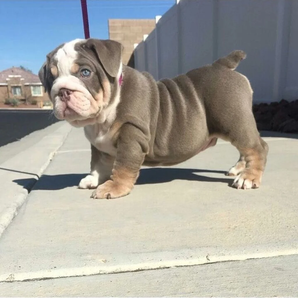 Bulldog Inglés miniatura 4