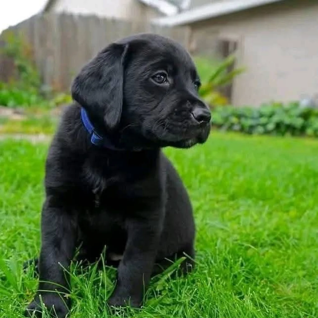 Labrador Retriever miniatura 4