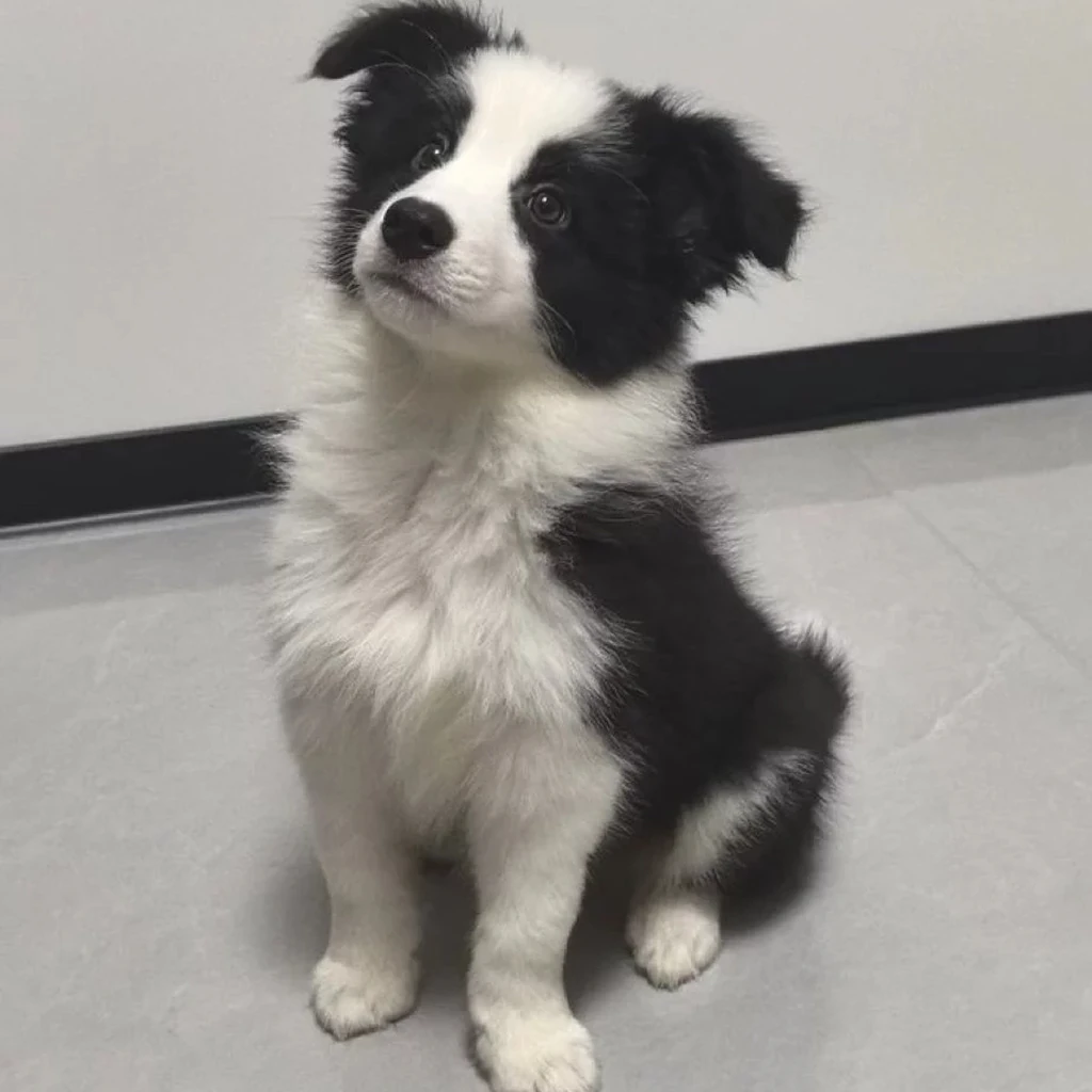 Border Collie miniatura 4