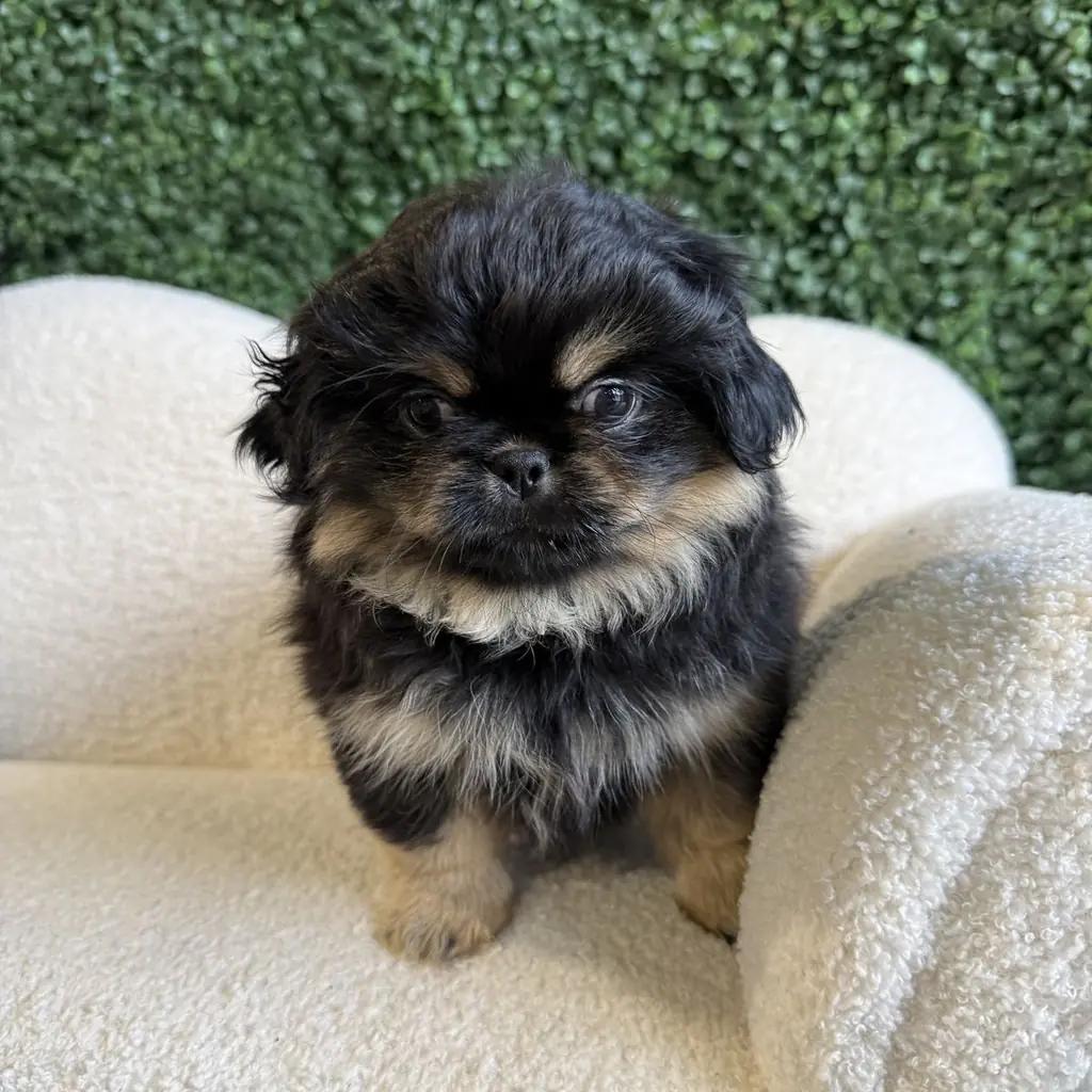 Pekinés miniatura 2