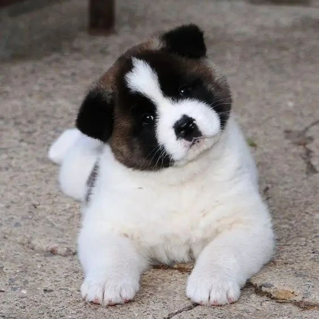 Cachorro Akita Americano en venta