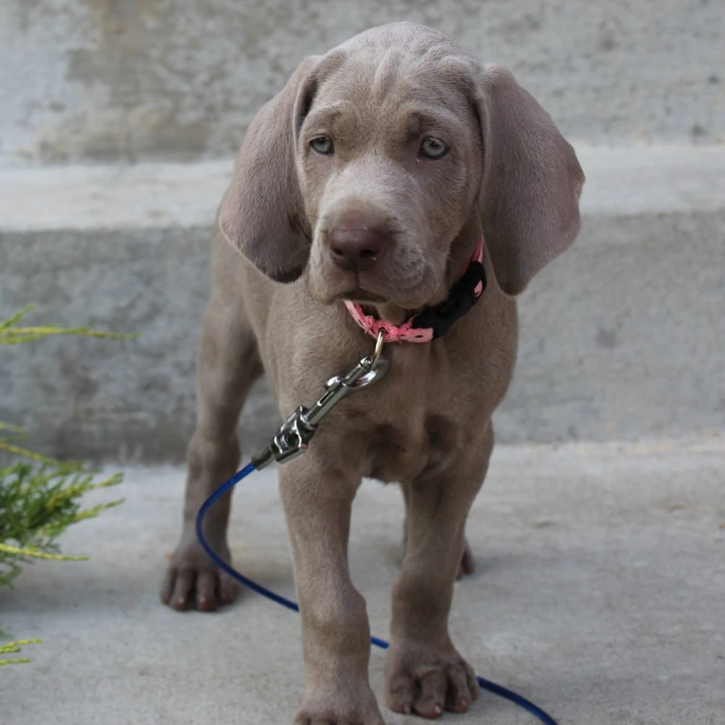 Weimaraner miniatura 3