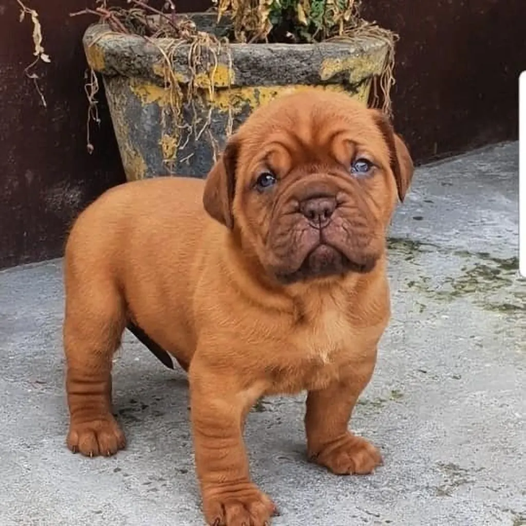 Dogo de Burdeos miniatura 3