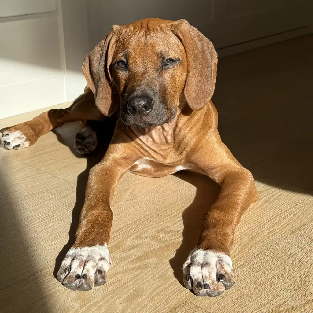 Rhodesian Ridgeback foto 1