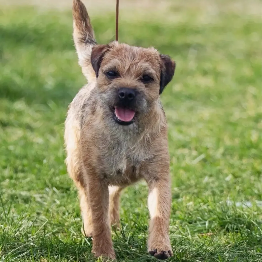Border Terrier miniatura 3