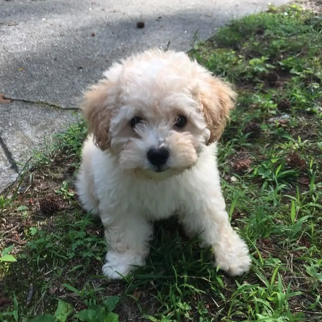 French Poodle miniatura 2
