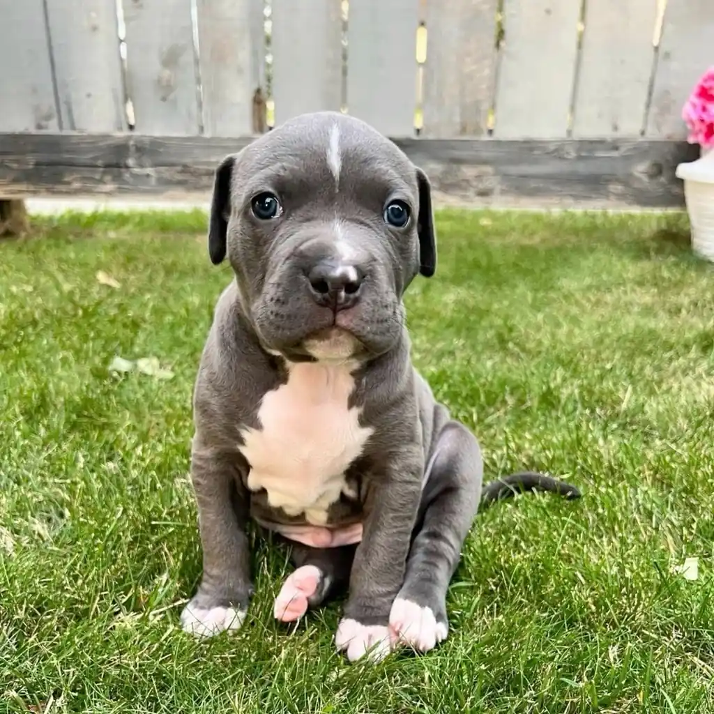 Pitbull miniatura 4