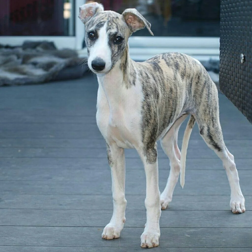Galgo Inglés foto 1